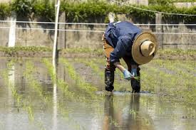 Irrigation Techniques